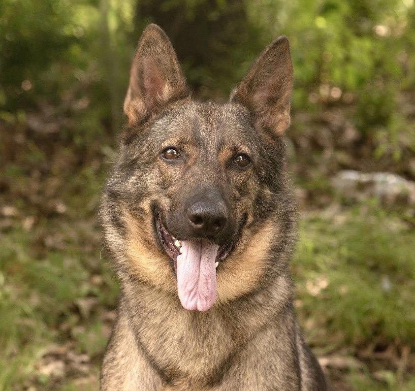 HEIDI, Adoptable, Young Female German Shepherd Dog.