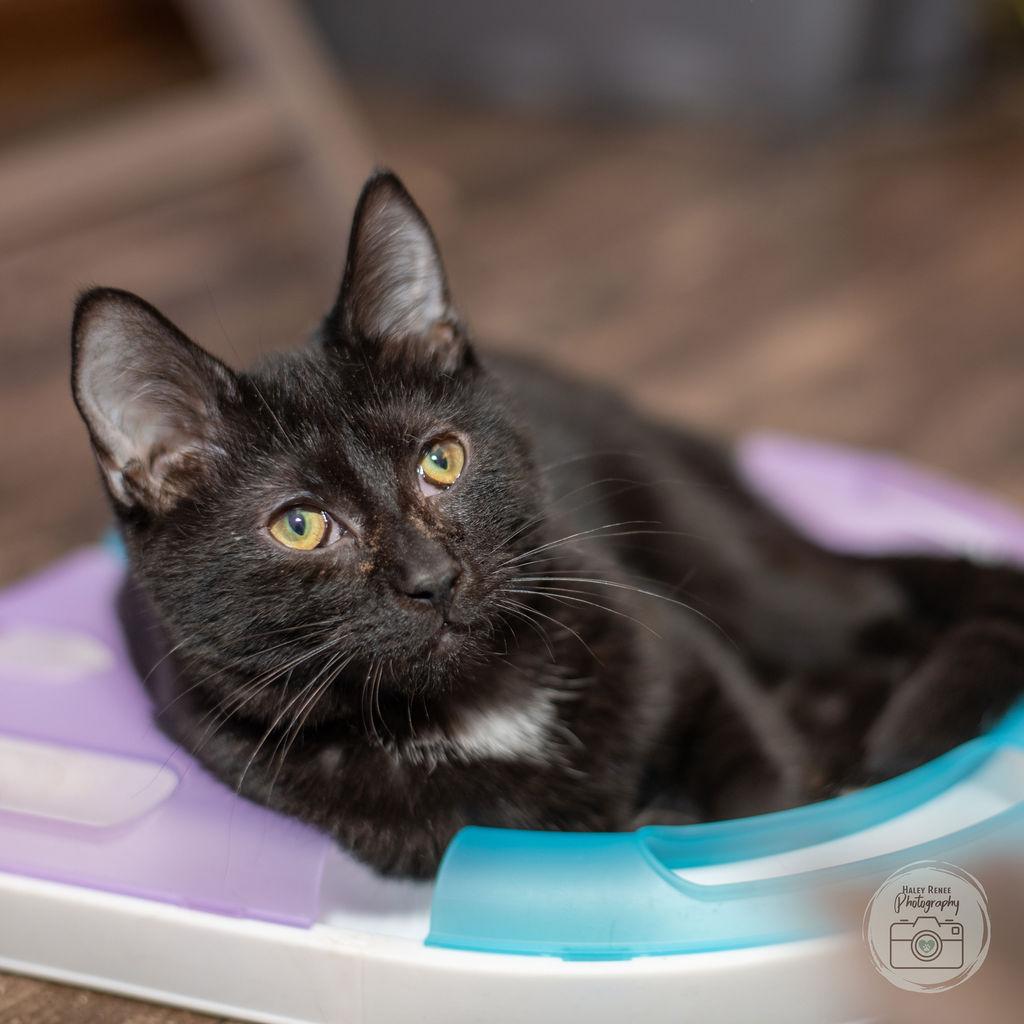Toes, Adoptable, Young Female Domestic Short Hair.