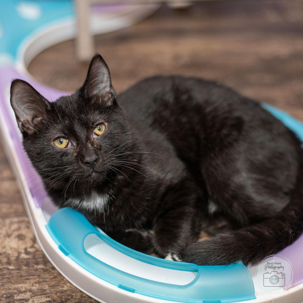 Enlarge Toes, a Adoptable Domestic Short Hair in Blairsville, PA image 2/2