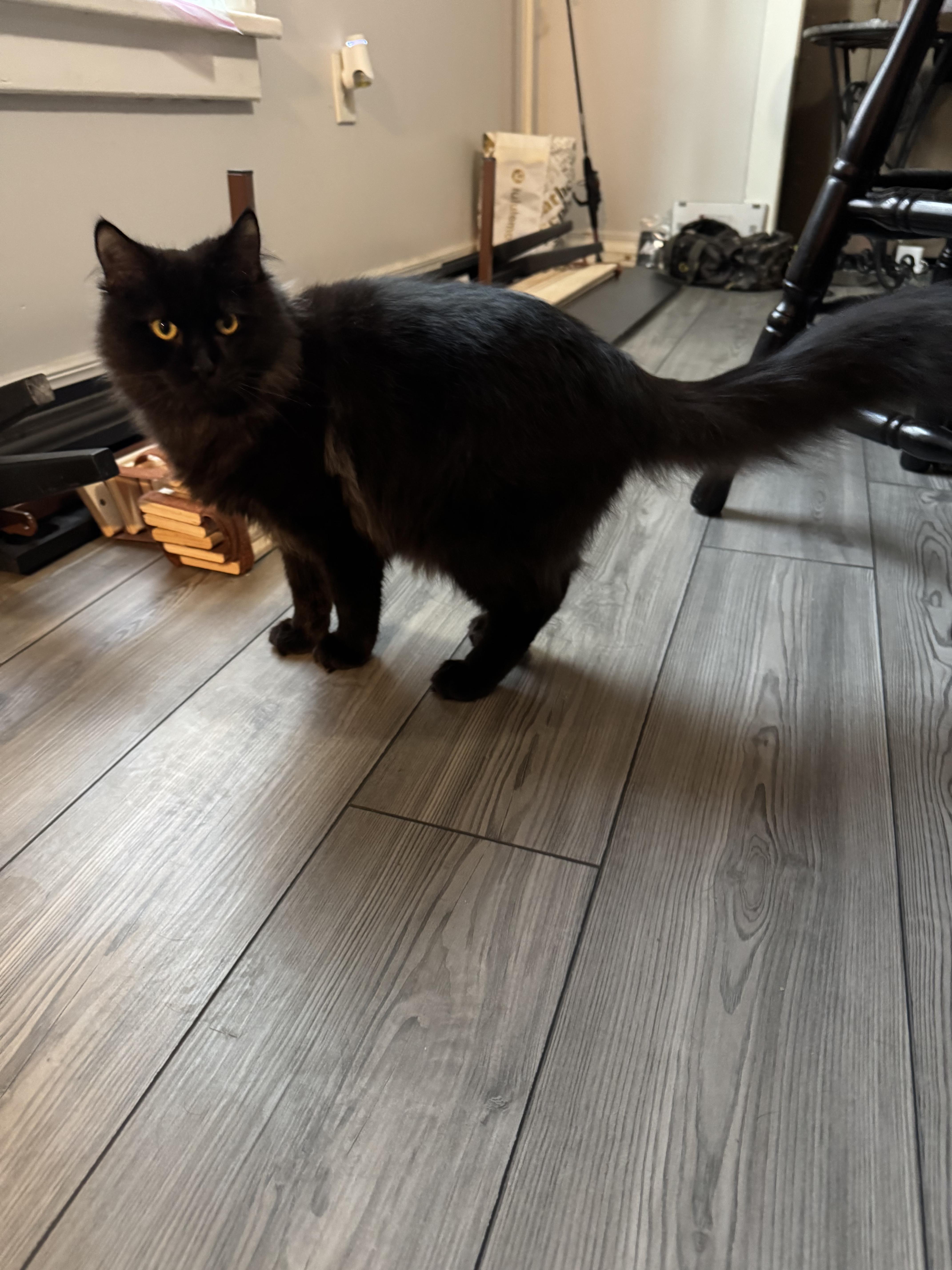 Enlarge Salmon, an adopted Domestic Long Hair in Galloway, NJ image 1/3