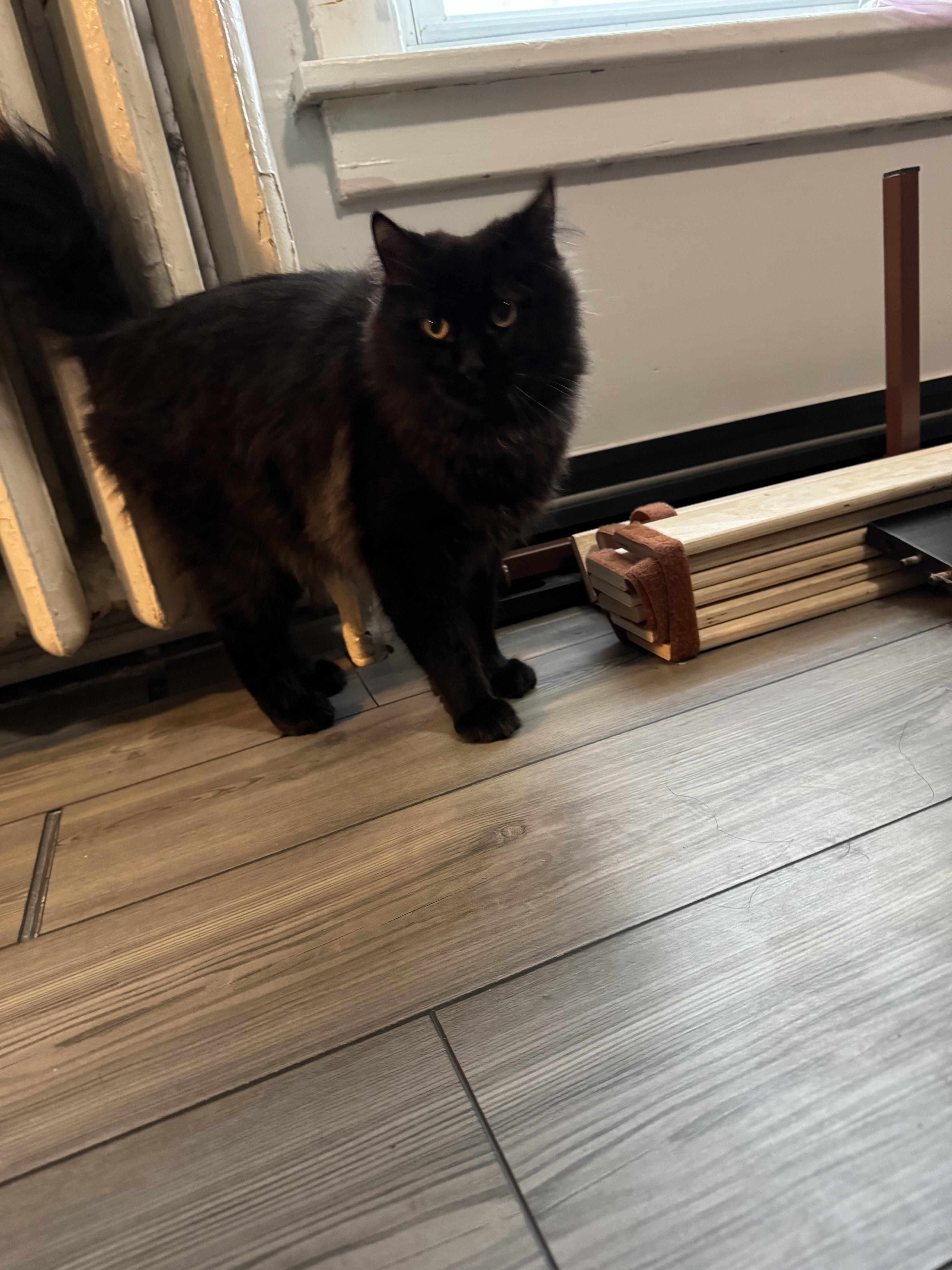 Enlarge Salmon, an adopted Domestic Long Hair in Galloway, NJ image 2/3