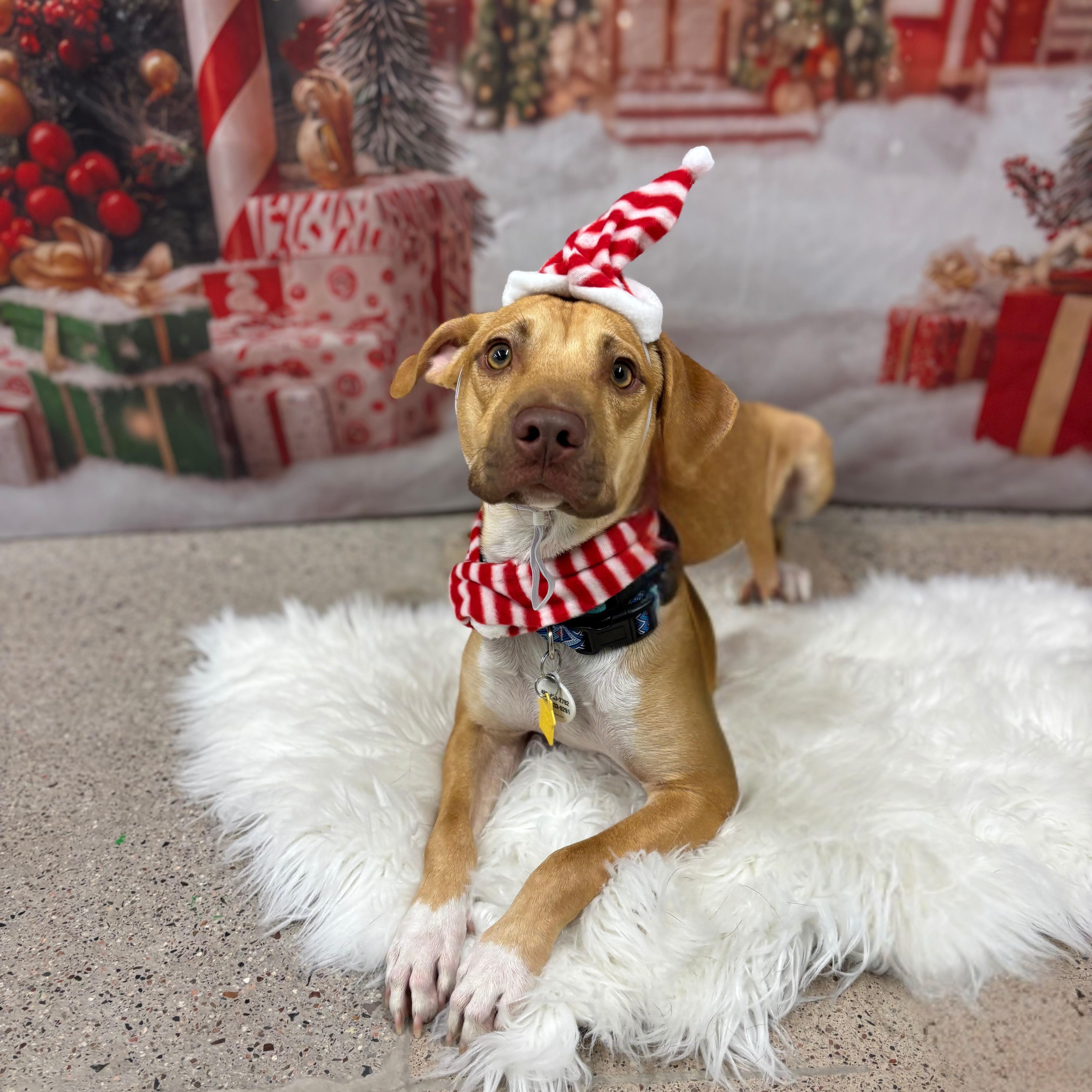 Jackson, a Adoptable mixed breed in Phoenix, AZ image 1/6