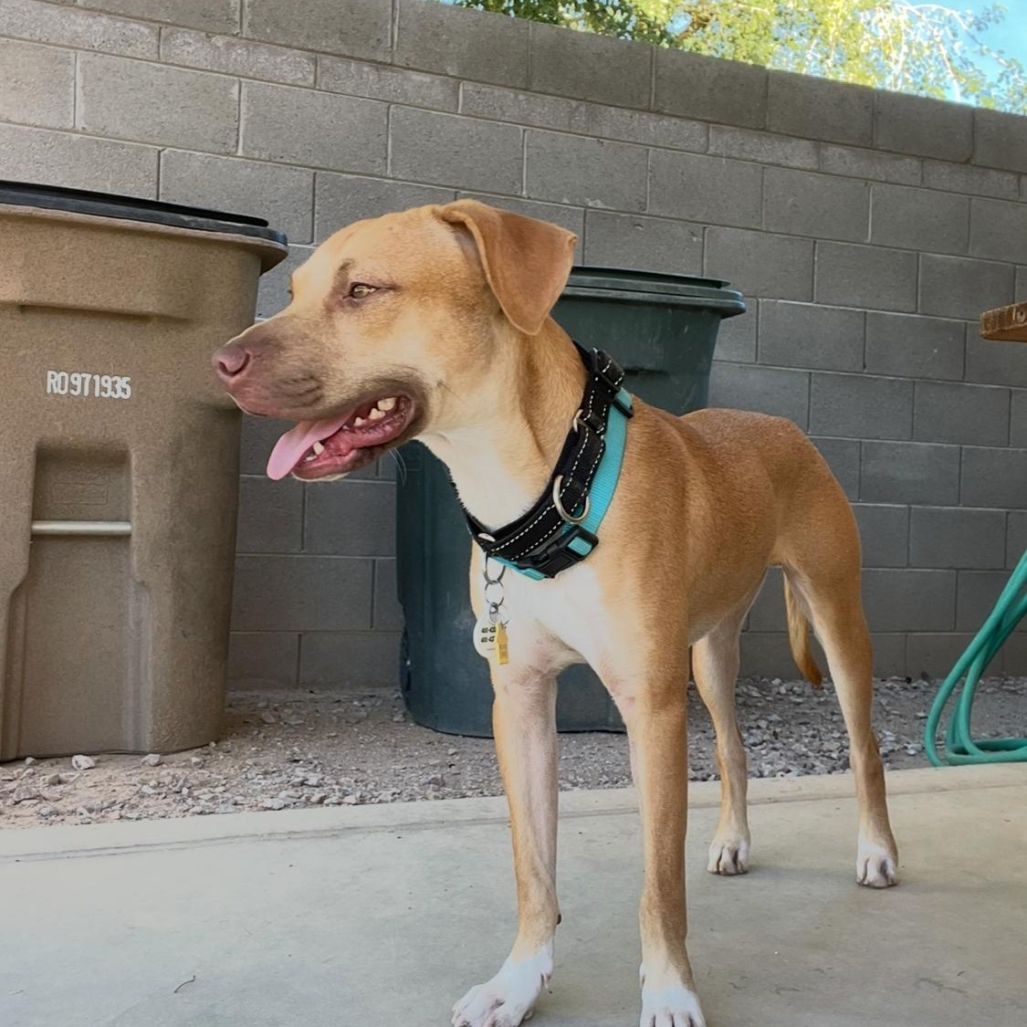 Jackson, a Adoptable mixed breed in Phoenix, AZ image 4/6