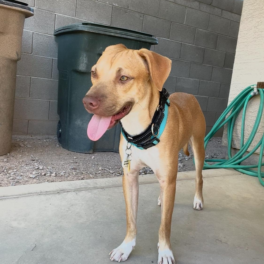 Jackson, a Adoptable mixed breed in Phoenix, AZ image 3/6
