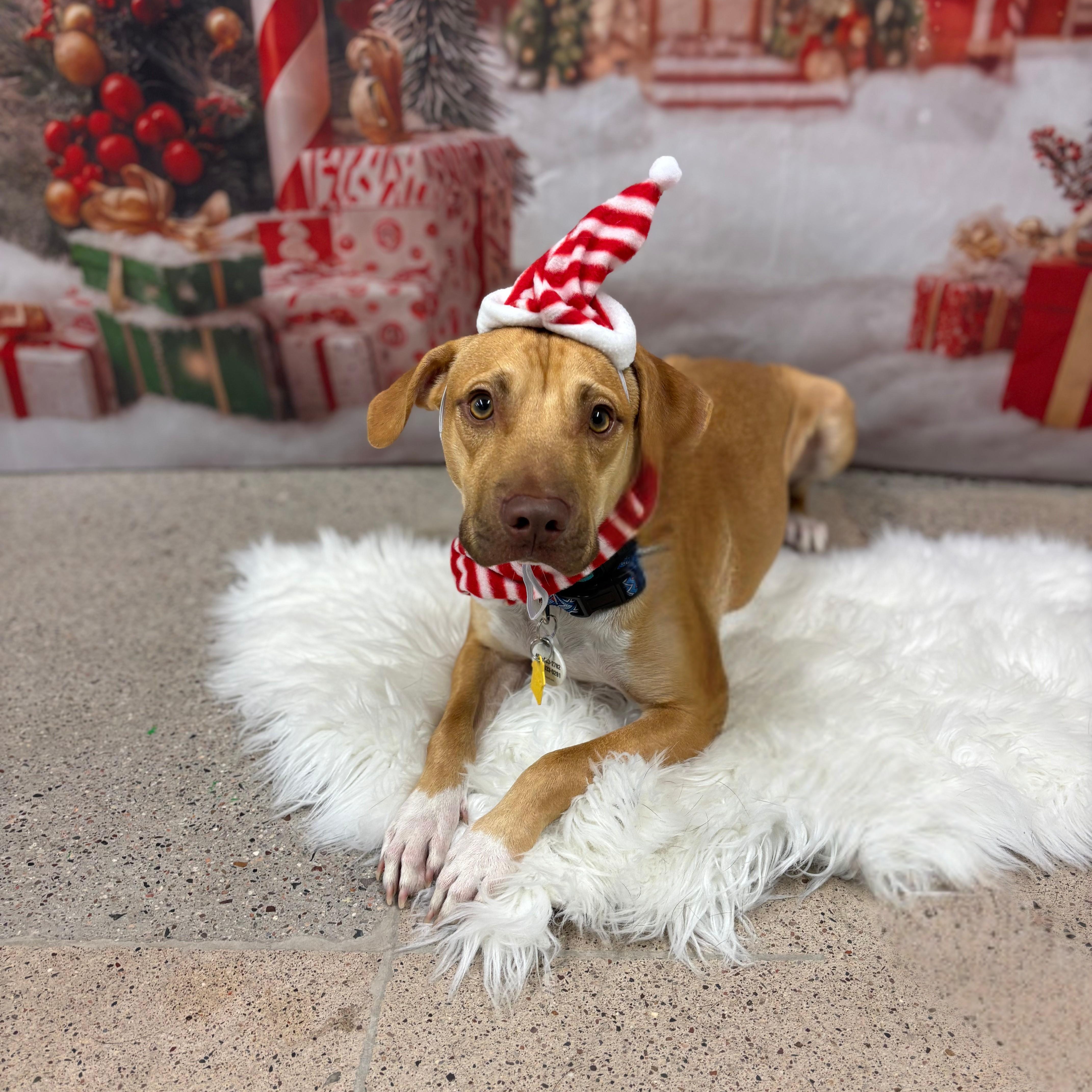 Jackson, a Adoptable mixed breed in Phoenix, AZ image 2/6