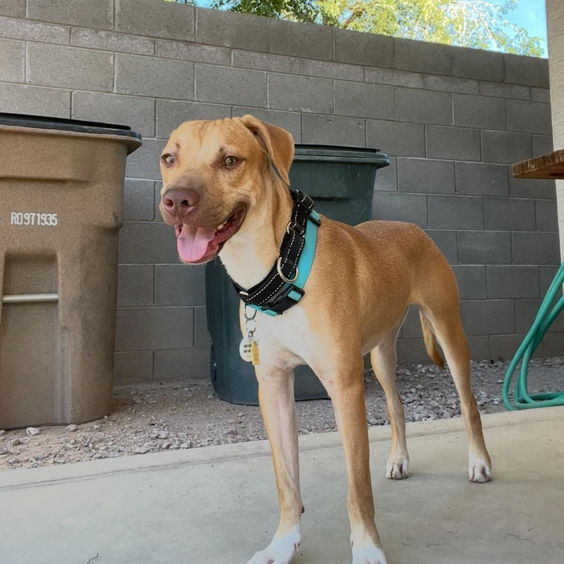 Jackson, a Adoptable mixed breed in Phoenix, AZ image 5/6