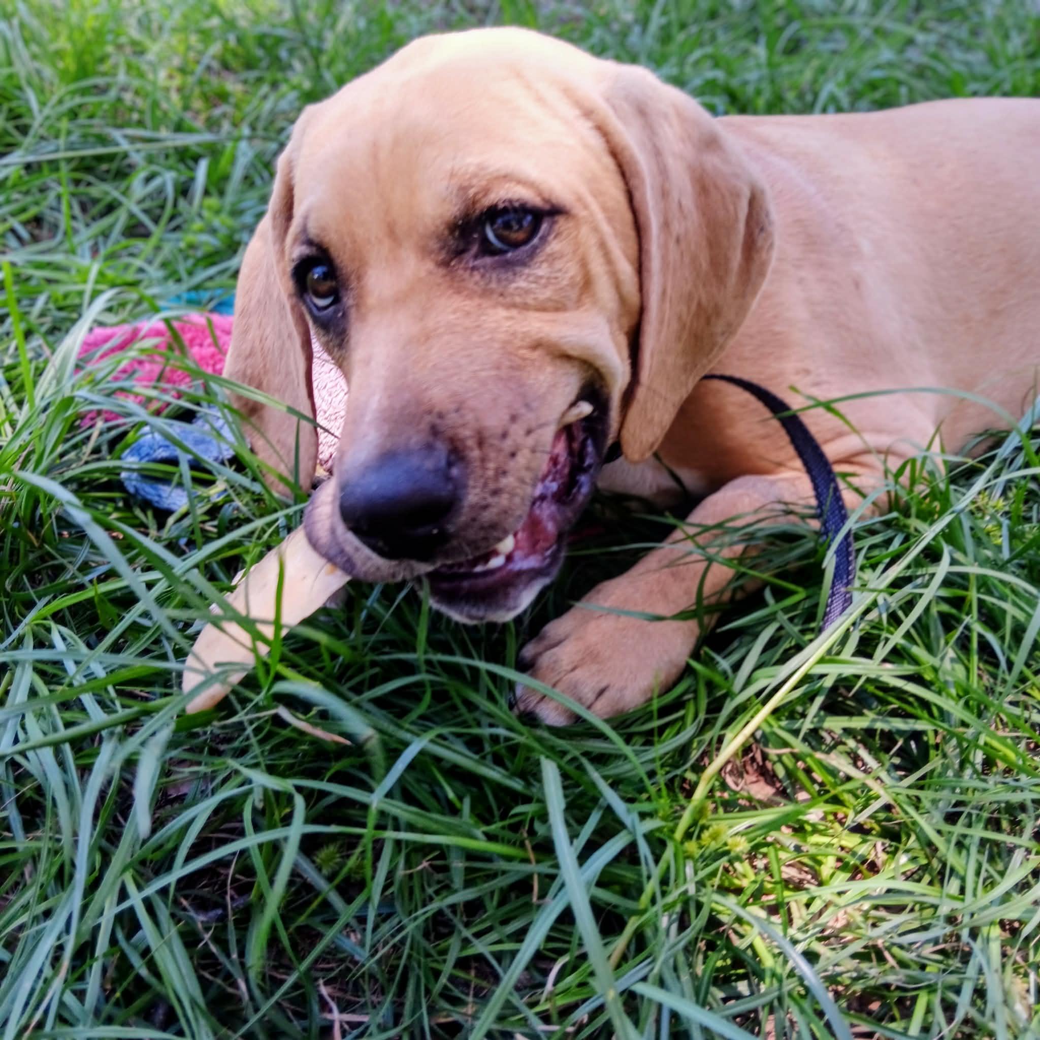 Enlarge Chowder, a ADOPTABLE Hound in Port Saint Lucie, FL image 5/6