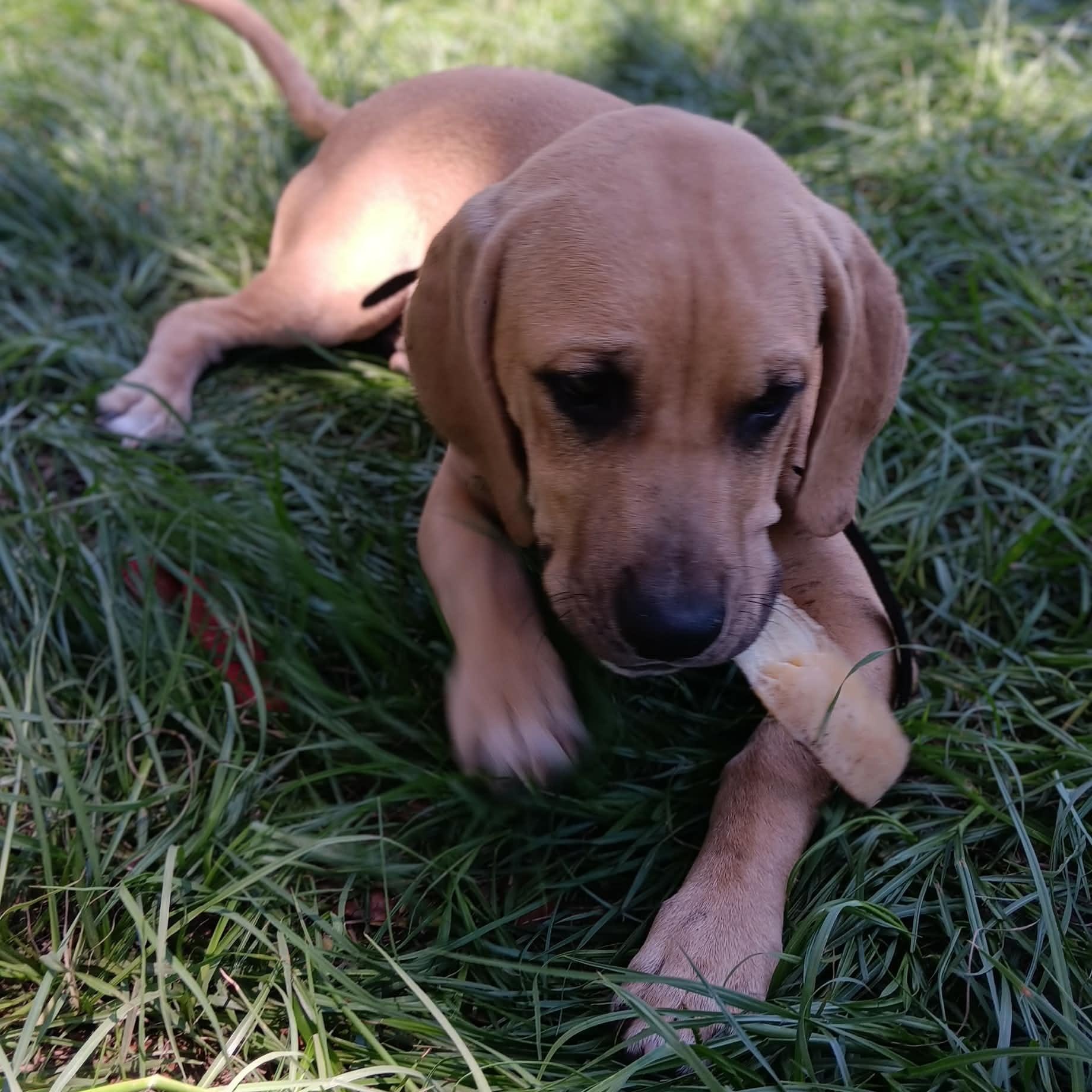 Enlarge Chowder, a ADOPTABLE Hound in Port Saint Lucie, FL image 2/6
