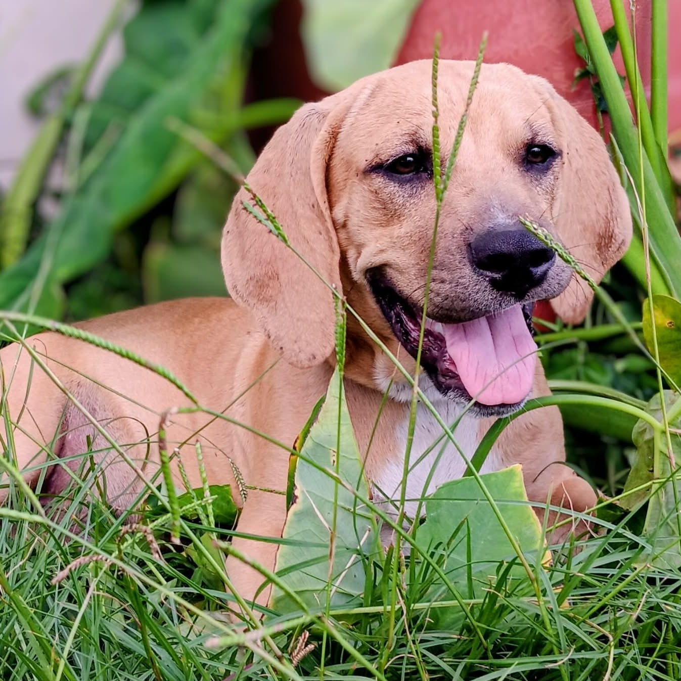 Enlarge Chowder, a ADOPTABLE Hound in Port Saint Lucie, FL image 4/6