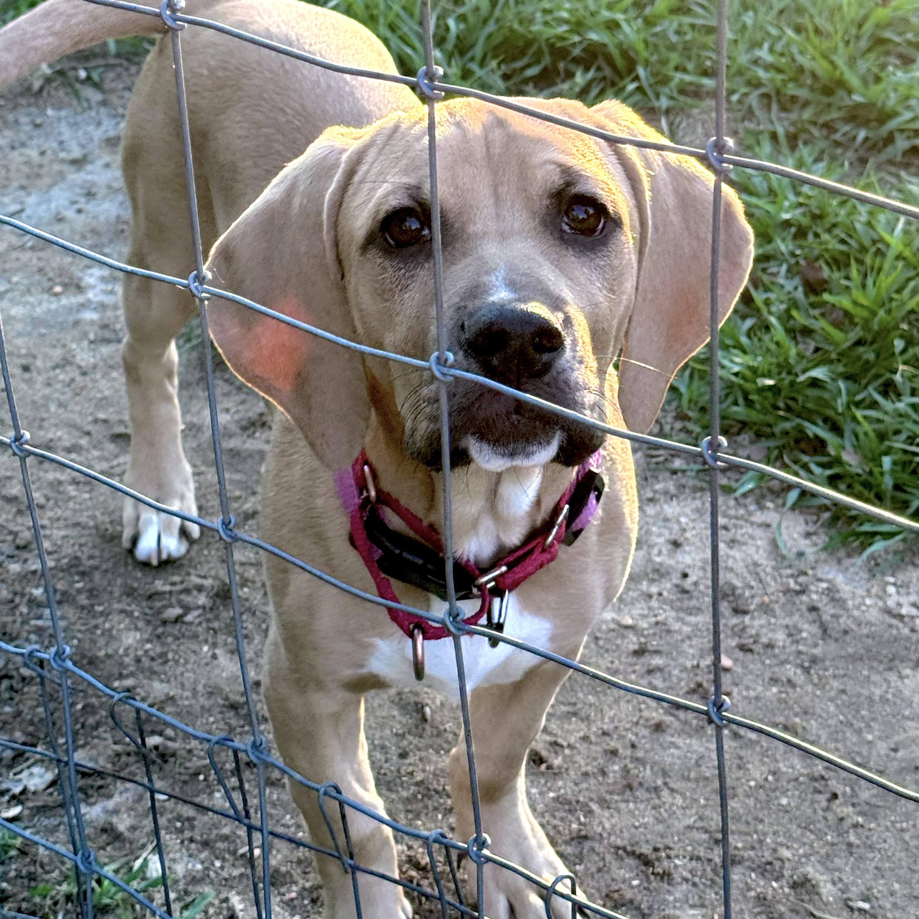 Enlarge Chowder, a ADOPTABLE Hound in Port Saint Lucie, FL image 6/6
