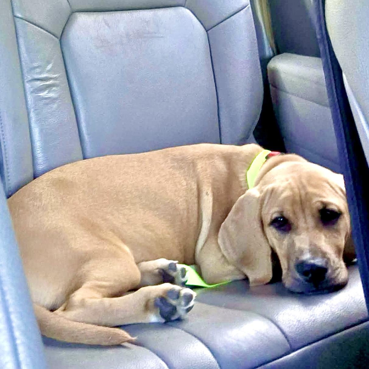 Chowder, ADOPTABLE, Puppy Male Hound.