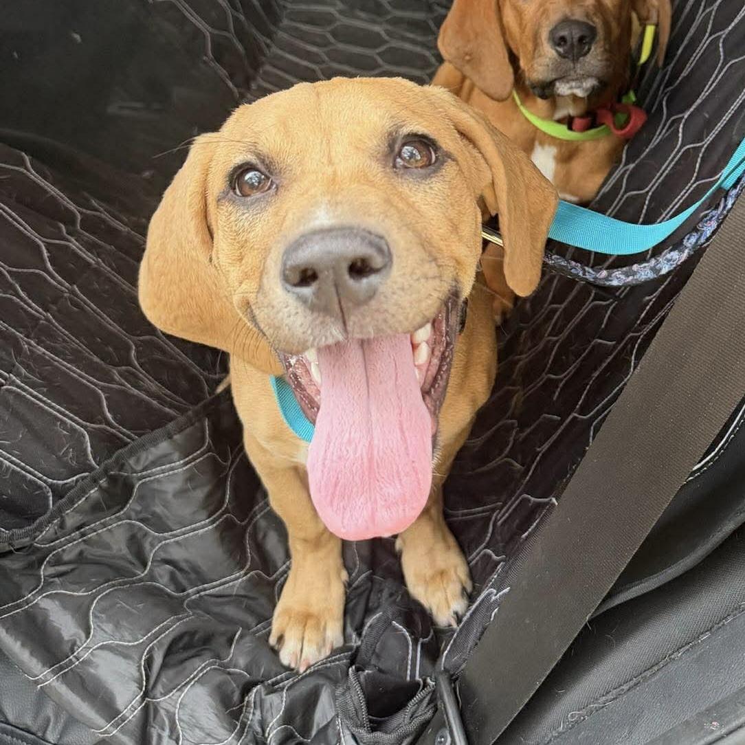Enlarge Chowder, a ADOPTABLE Hound in Port Saint Lucie, FL image 3/6