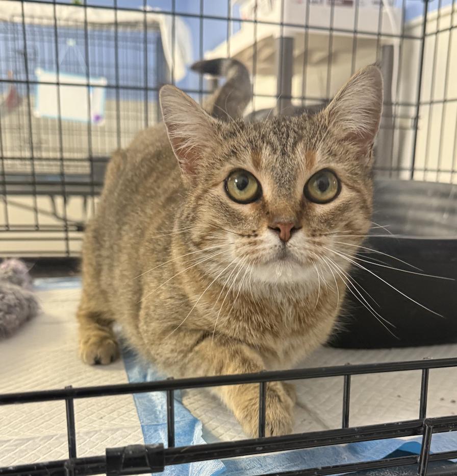 Enlarge Sunshine, a Adoptable Domestic Short Hair in Coralville, IA image 1/2