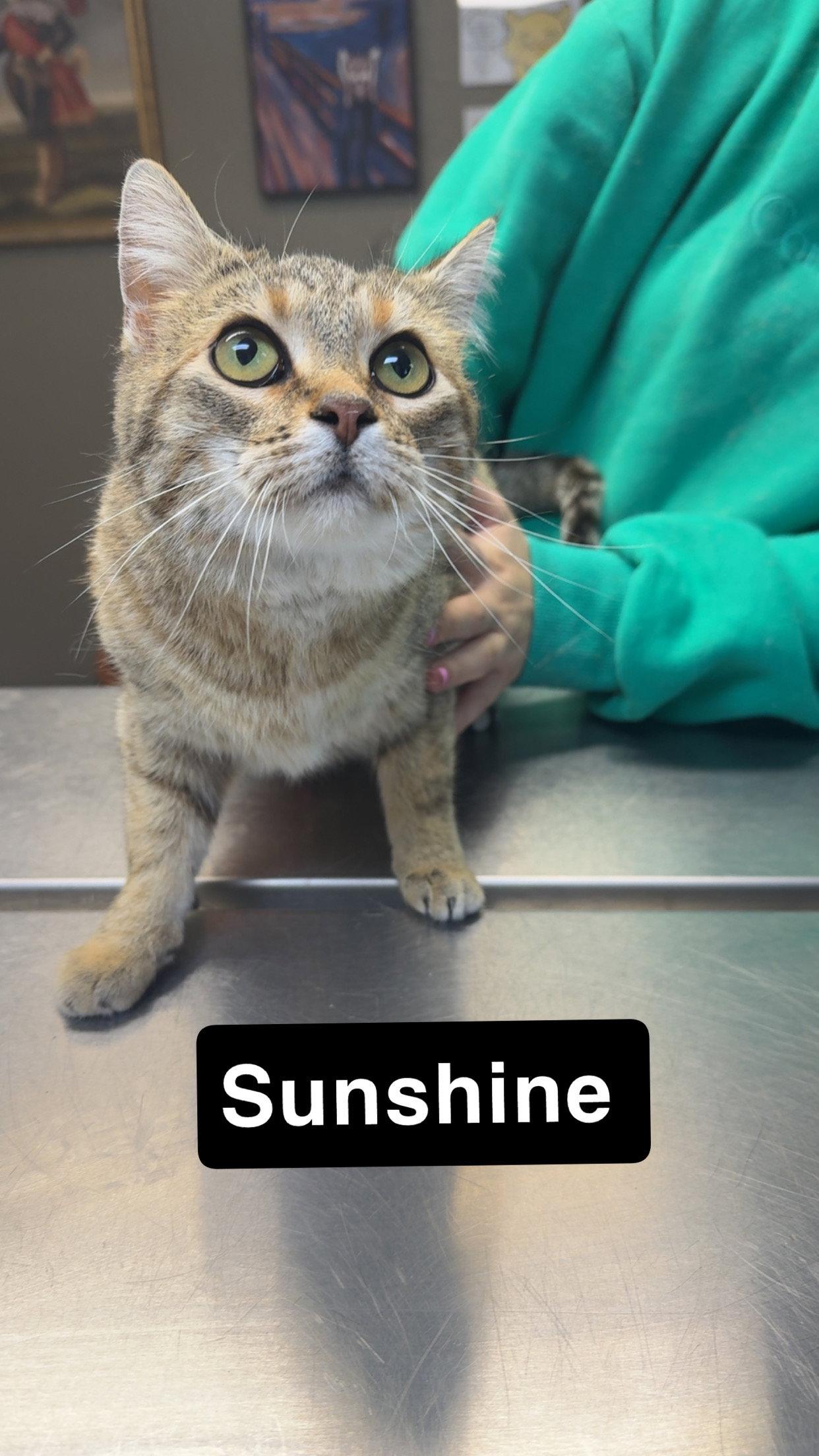 Enlarge Sunshine, a Adoptable Domestic Short Hair in Coralville, IA image 2/2