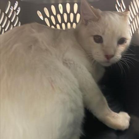 POPPI, a Adoptable Domestic Short Hair in Tacoma, WA image 1/2