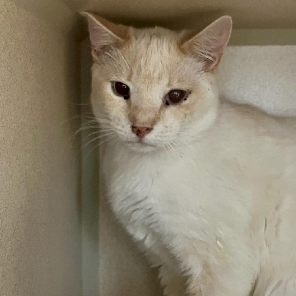 POPPI, a Adoptable Domestic Short Hair in Tacoma, WA image 2/2