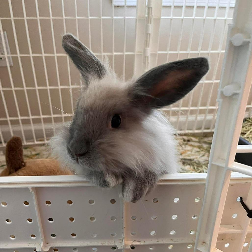 Jonathan, Adoptable, Young Male Lionhead.
