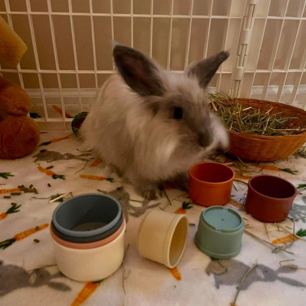 Jonathan, a Adoptable Lionhead in Hilliard , FL image 2/3