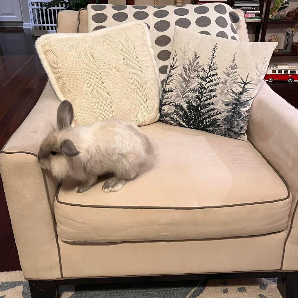 Jonathan, a Adoptable Lionhead in Hilliard , FL image 3/3