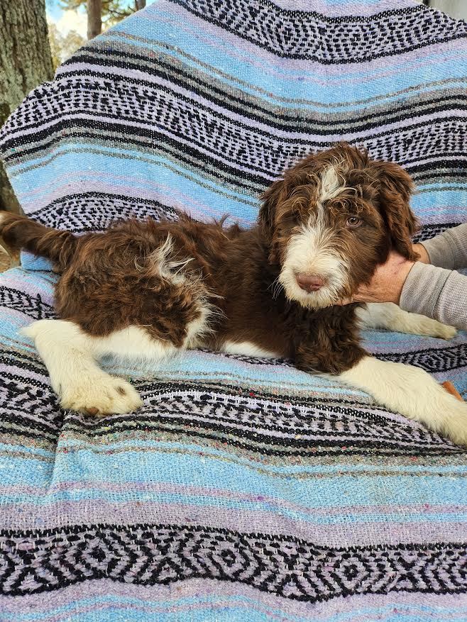 Bronze, Adopted, Puppy Male Goldendoodle.