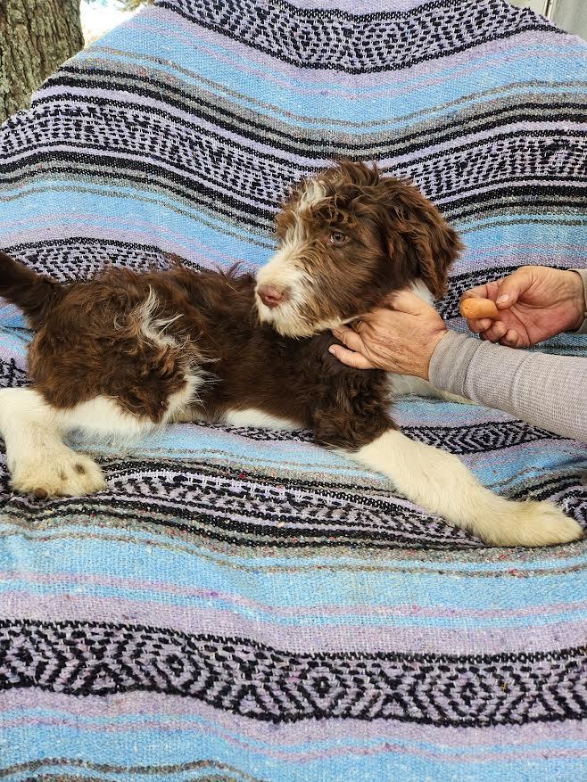 Bronze, a Adopted Goldendoodle image 2/2