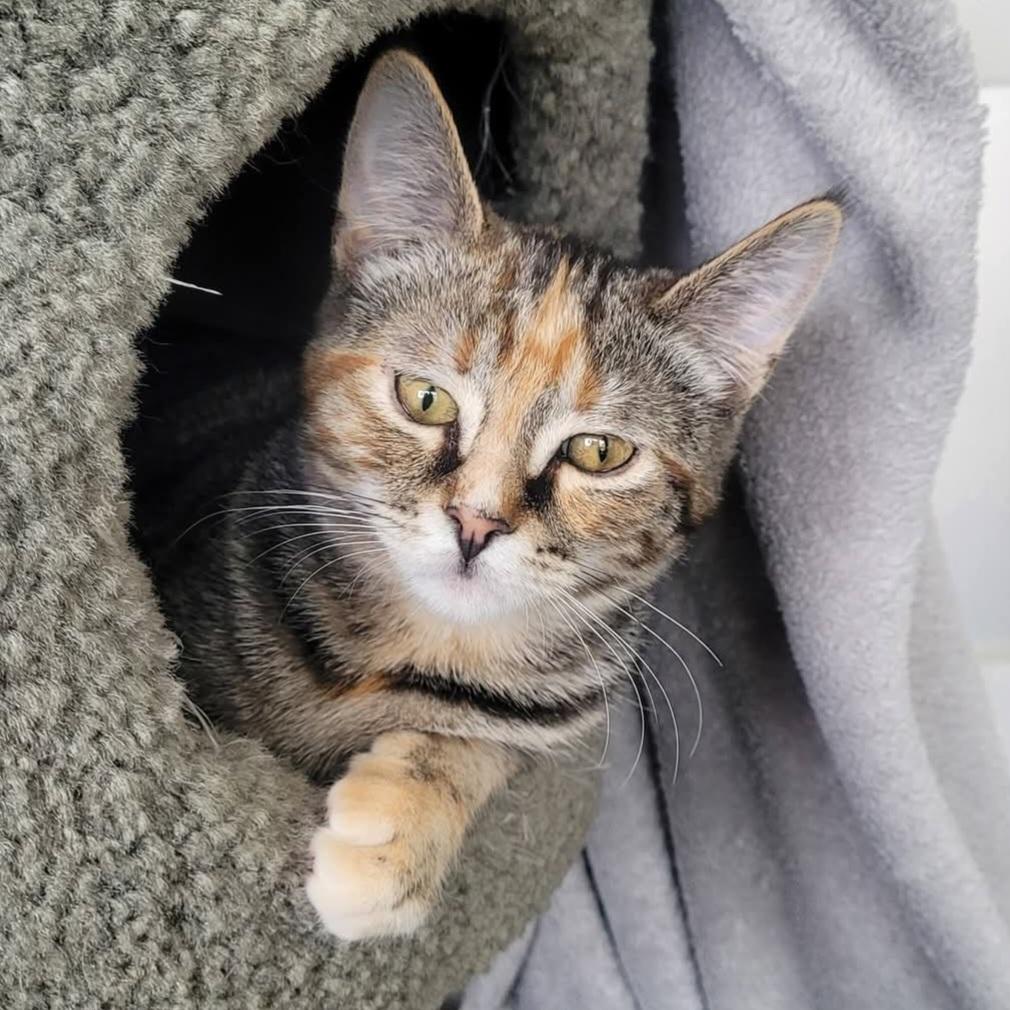 Marcie, Adoptable, Kitten Female Domestic Short Hair.