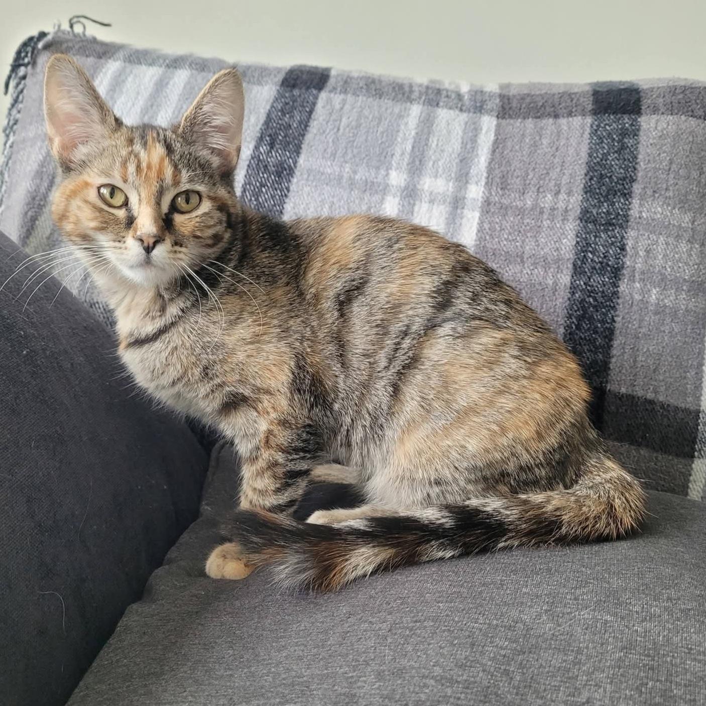 Enlarge Marcie, a Adoptable mixed breed in Kamloops, BC image 2/5