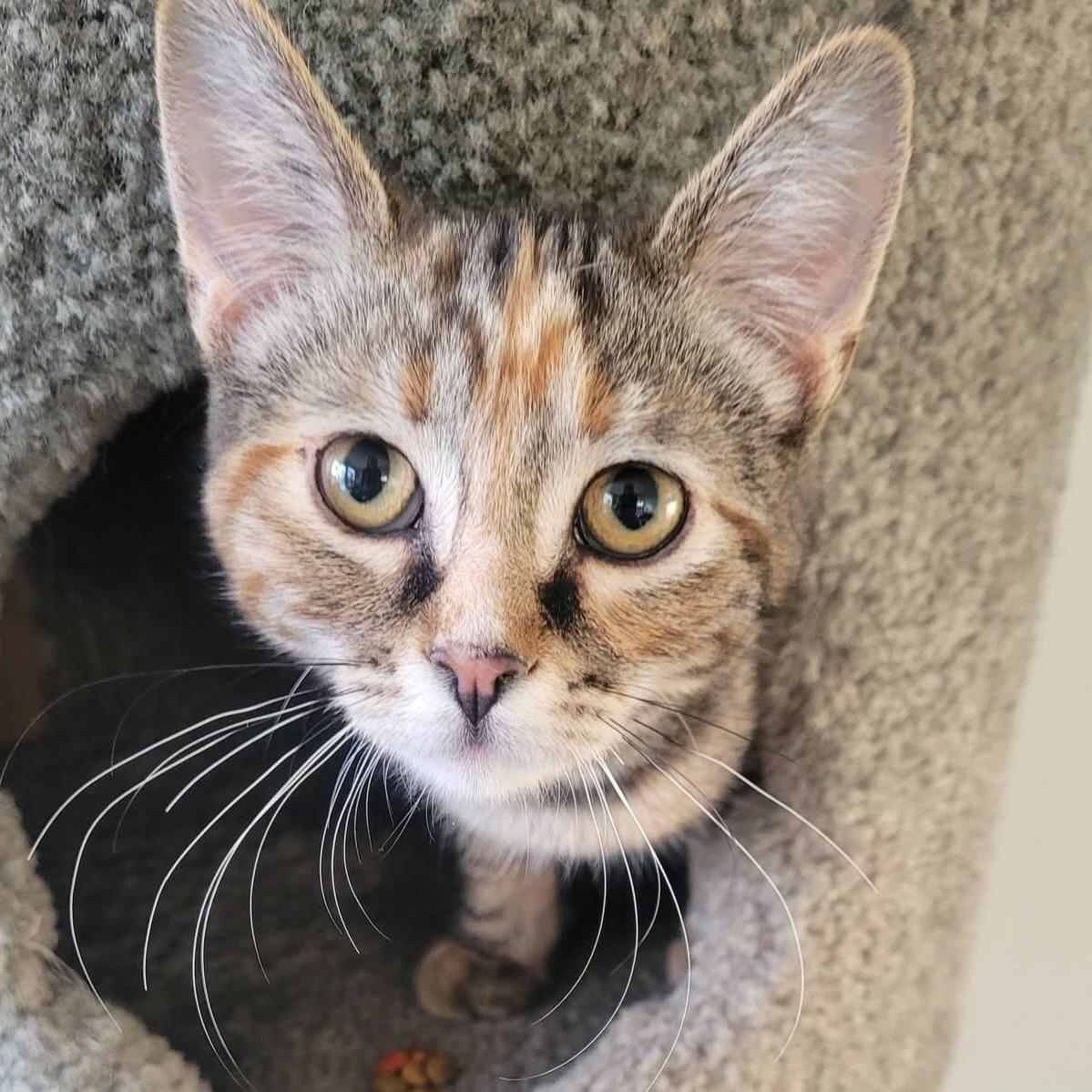 Enlarge Marcie, a Adoptable mixed breed in Kamloops, BC image 3/5