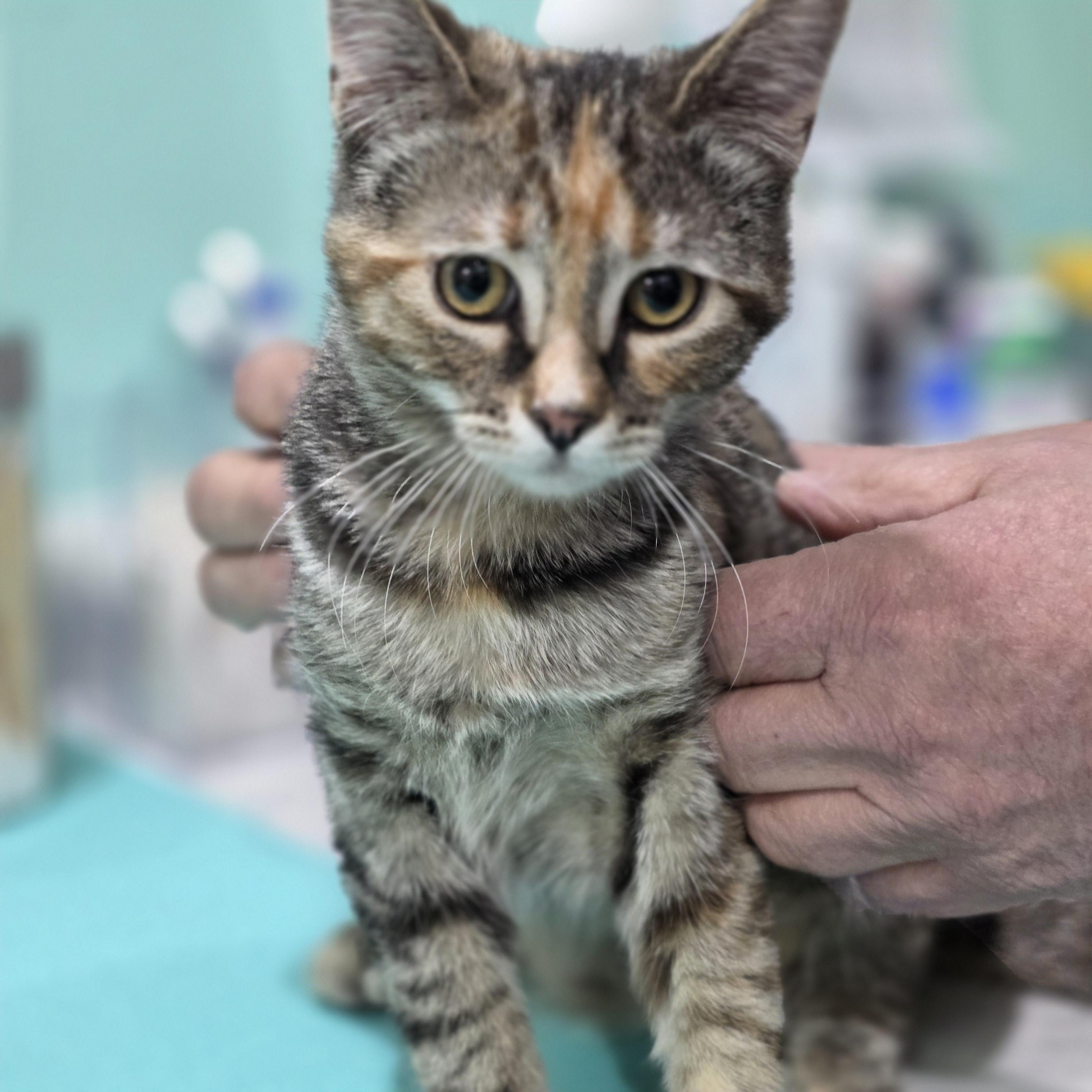 Enlarge Marcie, a Adoptable mixed breed in Kamloops, BC image 4/5