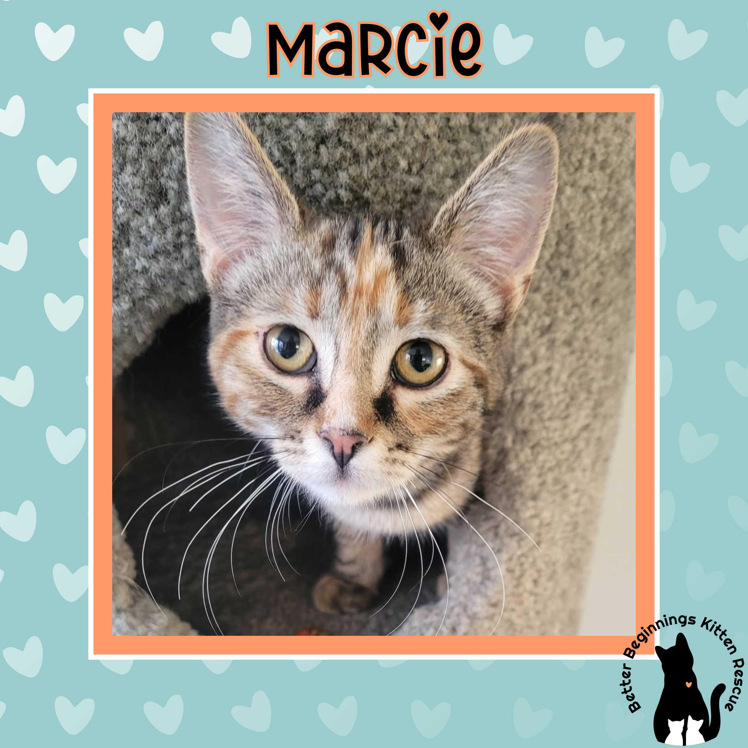 Enlarge Marcie, a Adoptable mixed breed in Kamloops, BC image 5/5