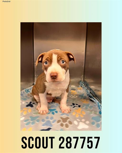 Enlarge SCOUT, a Adoptable Mixed Breed in Macon, GA image 1/1