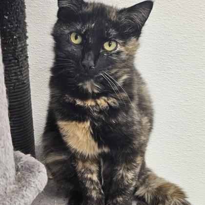 Soot, Adoptable, Adult Female Domestic Short Hair & Domestic Short Hair.