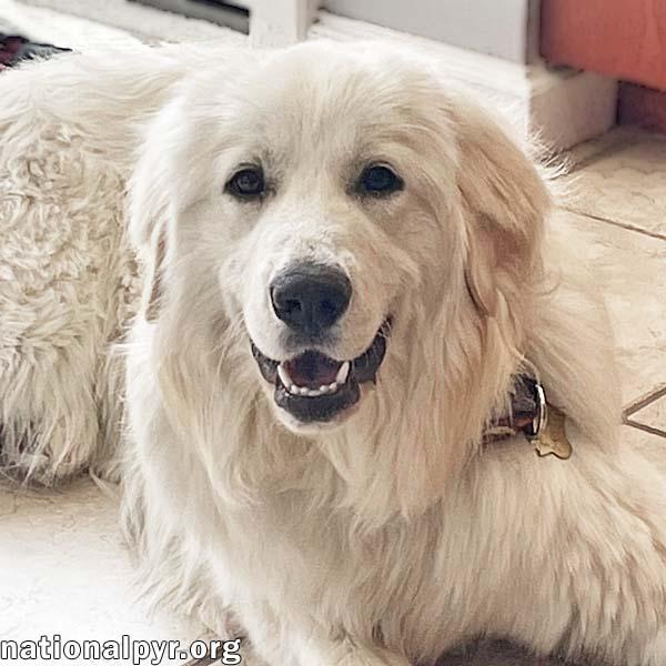 Pearl in PA - Loves Watching The Fish In The Pond, adopted, Young Female Great Pyrenees.
