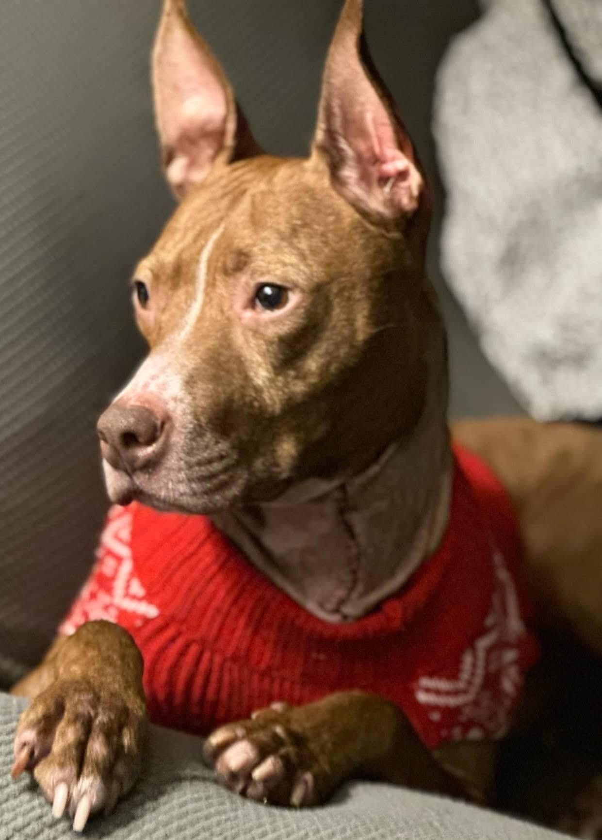 Whitney, Adult Female American Staffordshire Terrier
