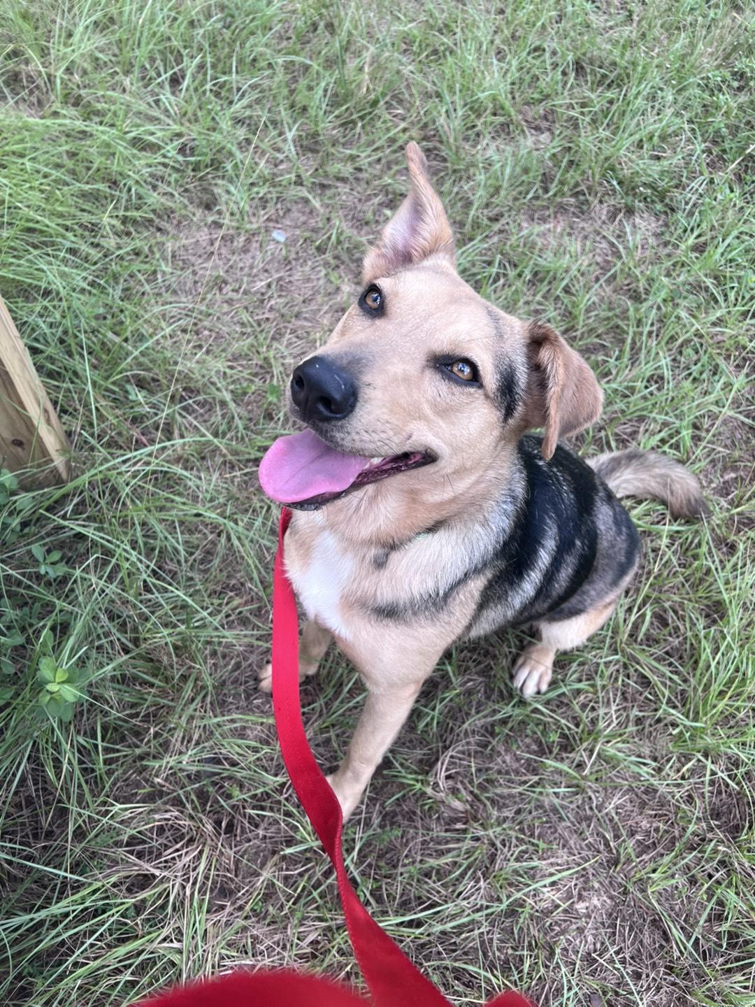Enlarge Layla (Sweet, affectionate, and loving), a Adopted mixed breed in Benton Harbor, MI image 2/4