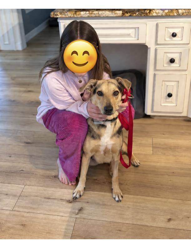 Enlarge Layla (Sweet, affectionate, and loving), a Adopted mixed breed in Benton Harbor, MI image 4/4
