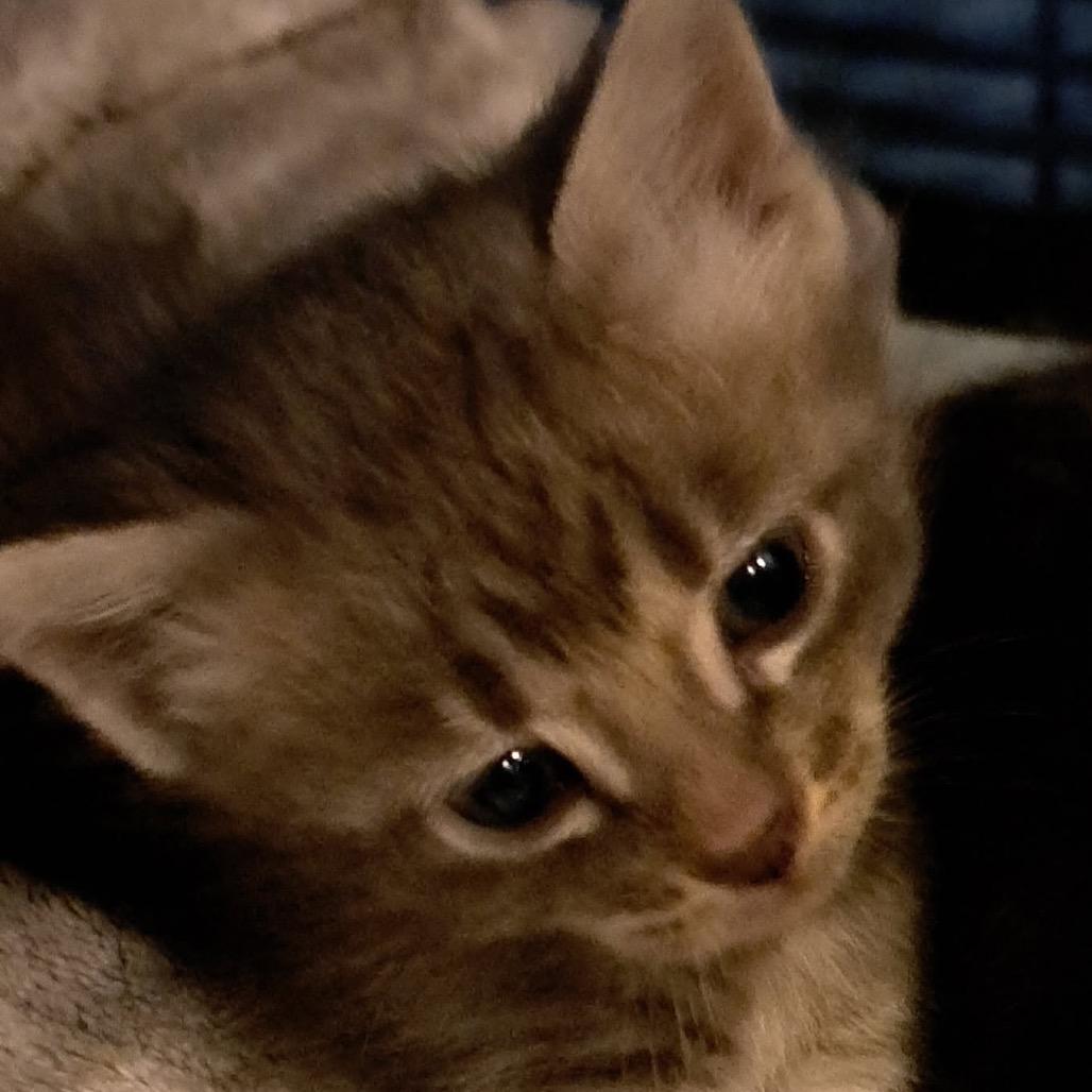 Darla, Adoptable, Kitten Female Domestic Short Hair.