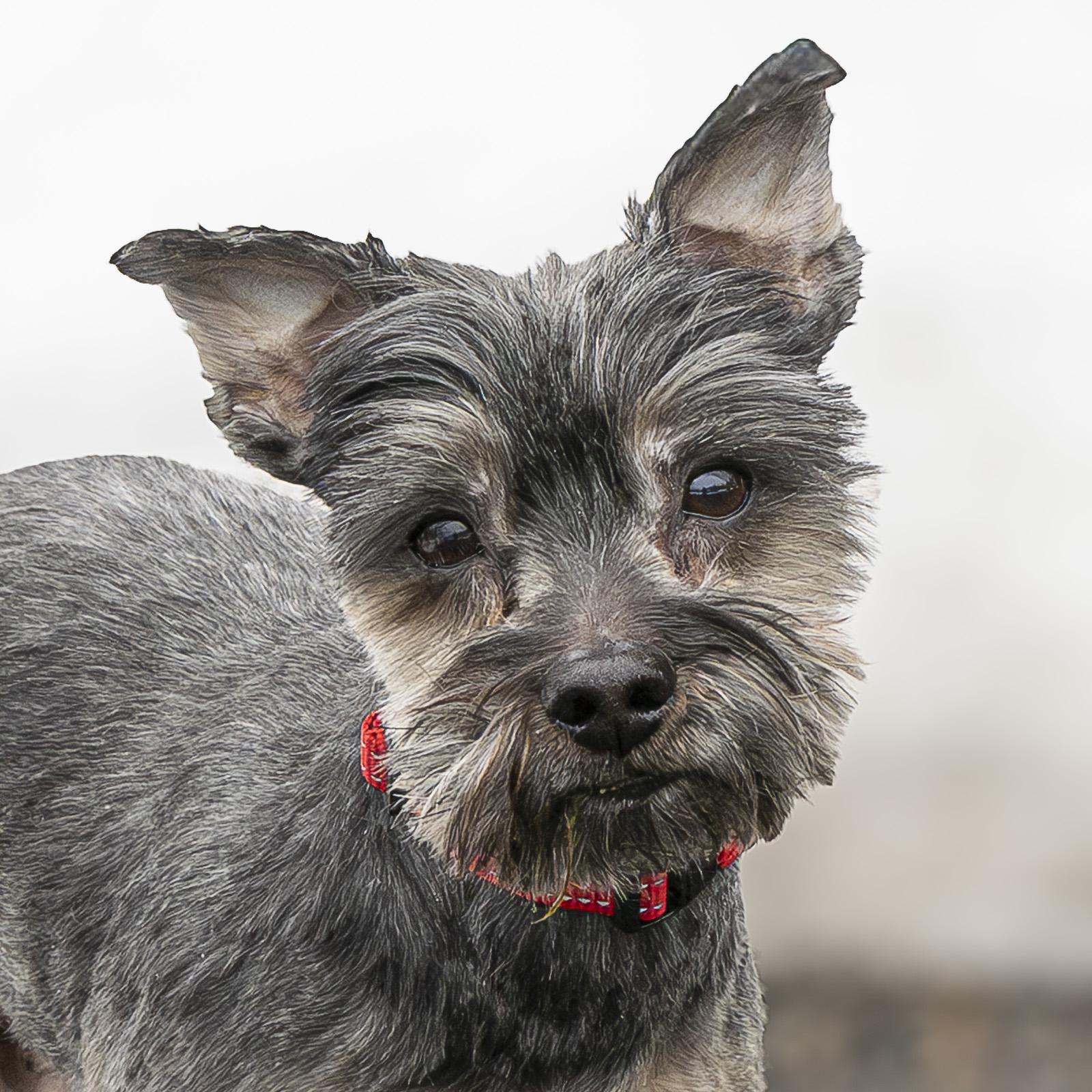Chase, ADOPTABLE, Senior Male Shih Tzu.
