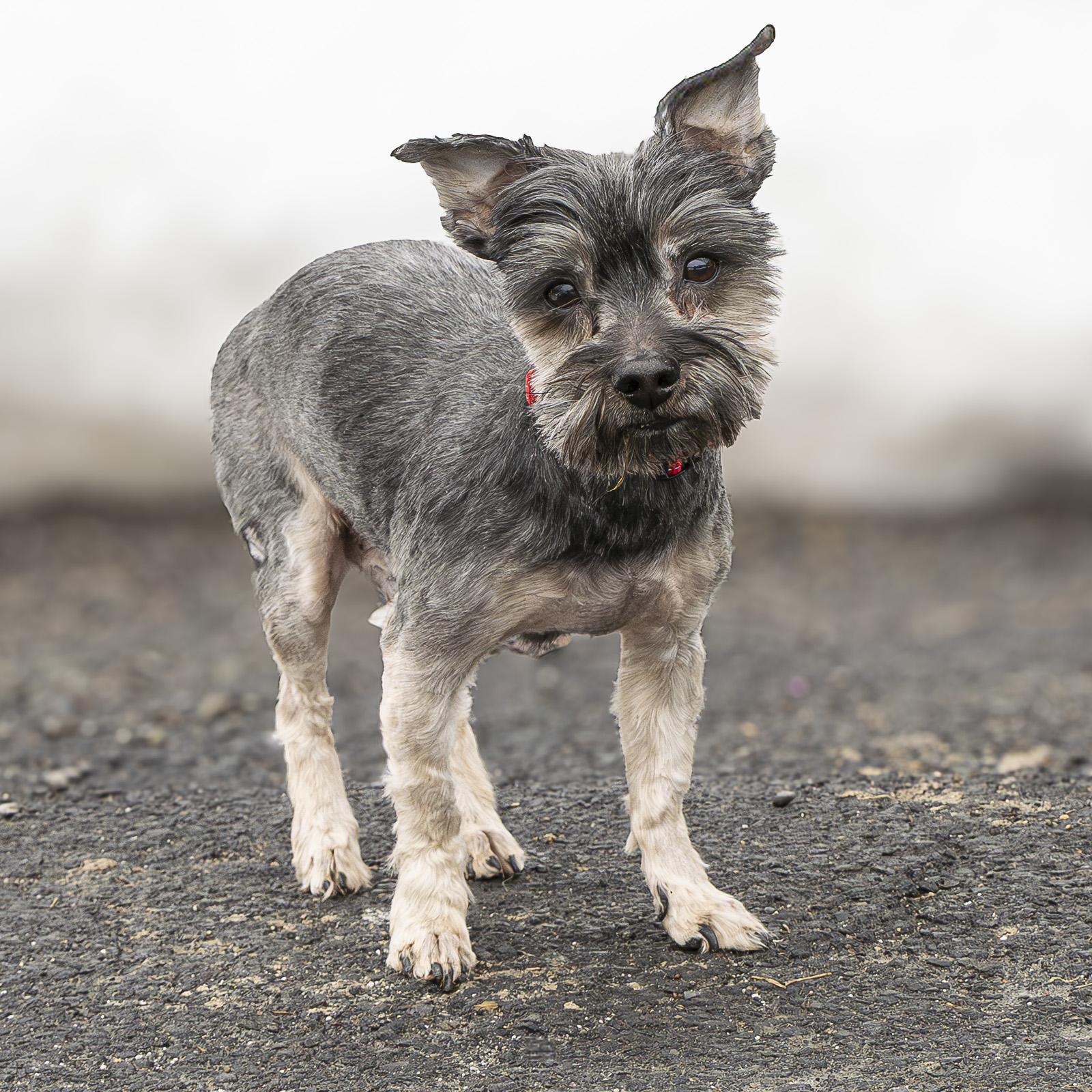 Enlarge Chase, a ADOPTABLE mixed breed in Stroudsburg, PA image 2/2