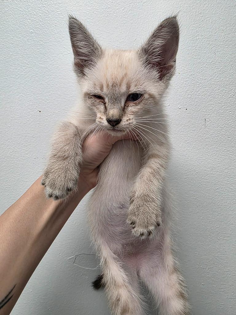Theo, Adoptable, Kitten Male Domestic Short Hair.