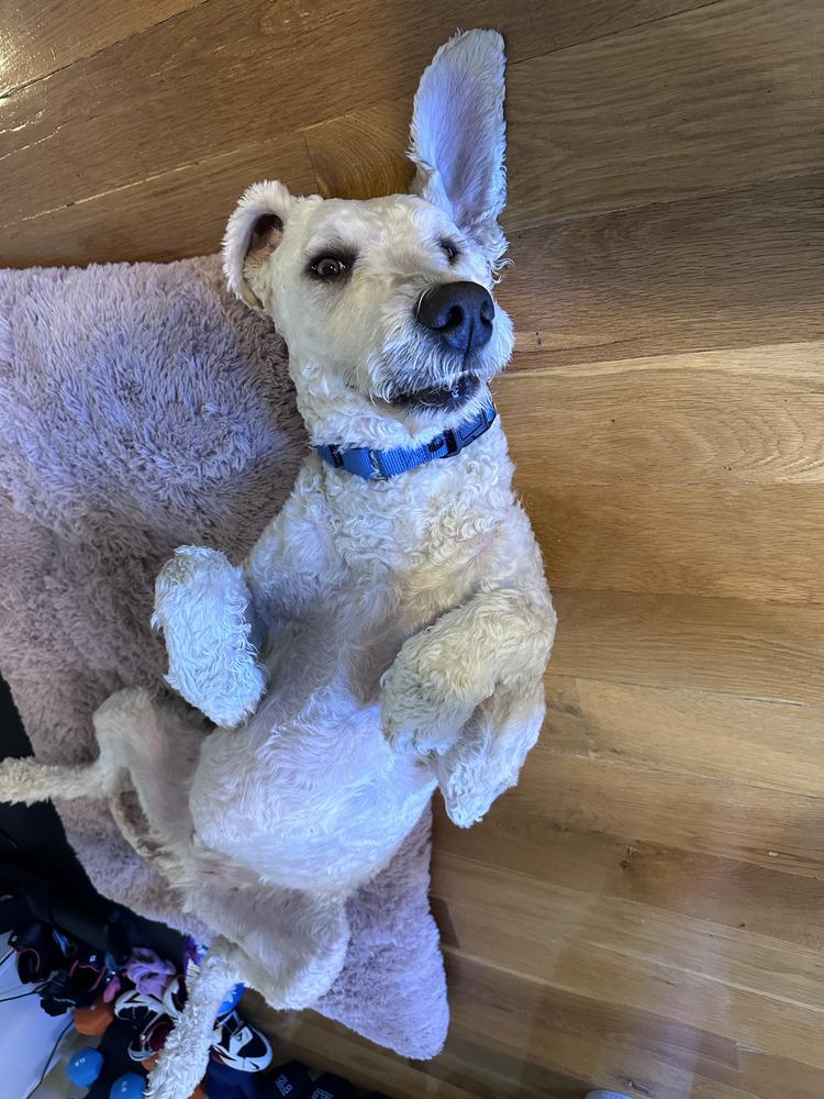 Sutton, Adoptable, Young Male Goldendoodle & Labradoodle.