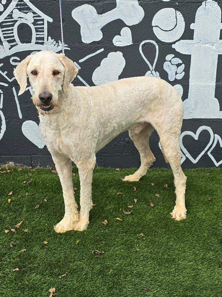 Enlarge Sutton, a Adoptable mixed breed in Manhattan, NY image 2/4