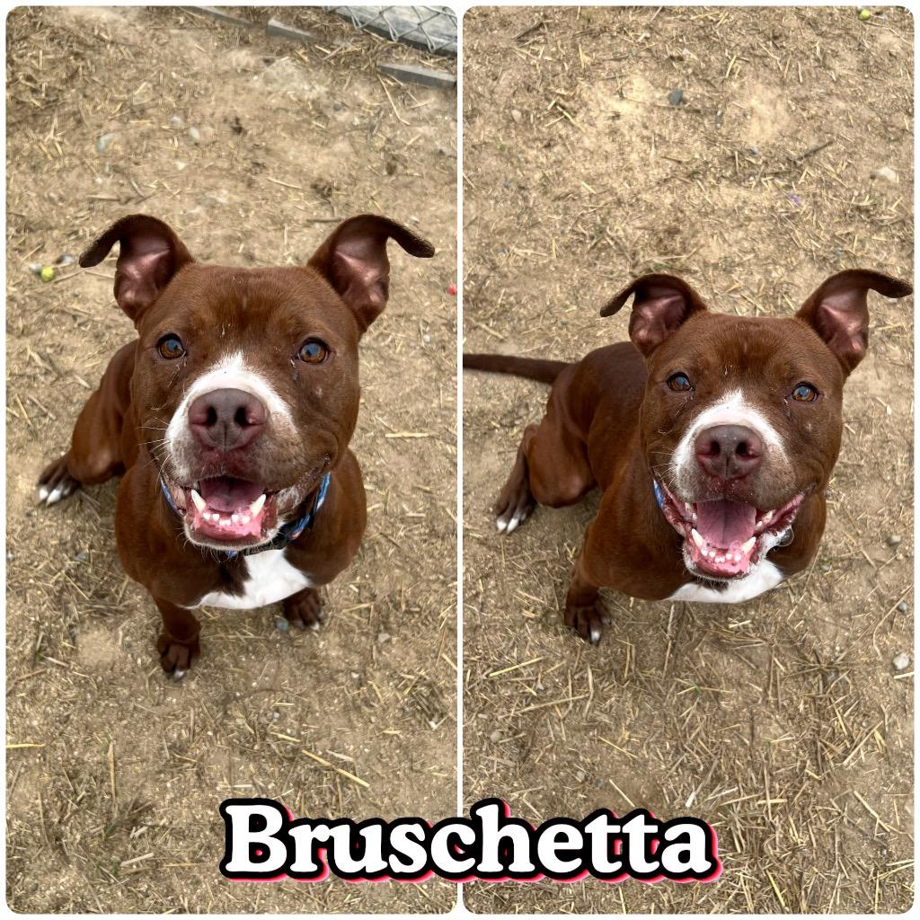 Bruschetta - Fee Waived, a Adoptable American Staffordshire Terrier in Pierceton, IN image 1/3