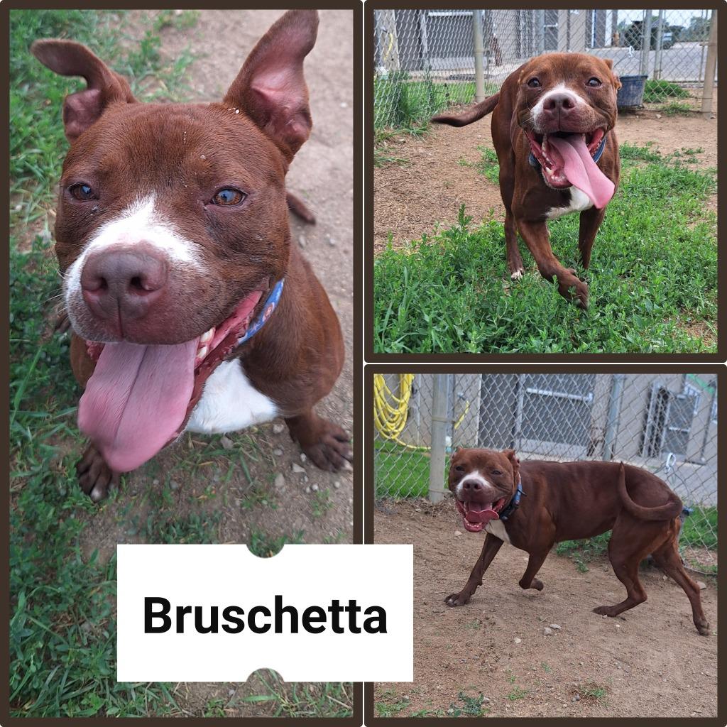 Bruschetta - Fee Waived, a Adoptable American Staffordshire Terrier in Pierceton, IN image 2/3