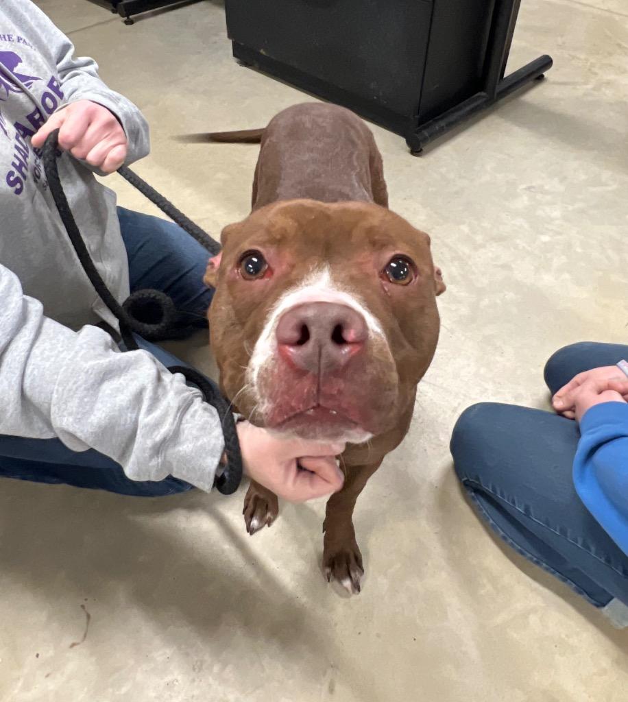 Bruschetta - Fee Waived, a Adoptable American Staffordshire Terrier in Pierceton, IN image 3/3