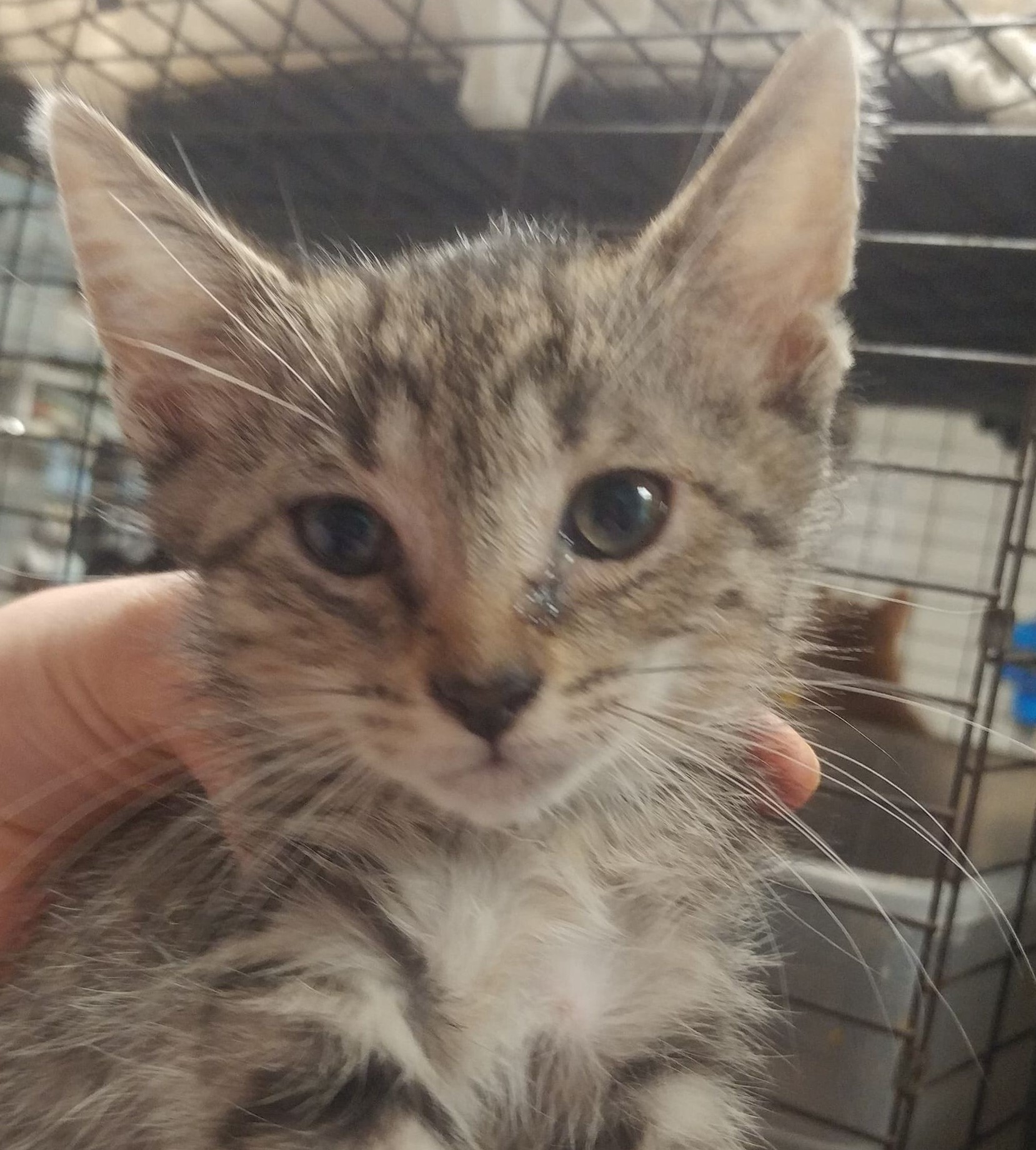 Lillian, a Adoptable mixed breed in Robinson, IL image 1/2