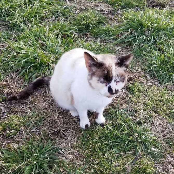 Enlarge Brianna, a Adoptable mixed breed in Monroe, TN image 1/8