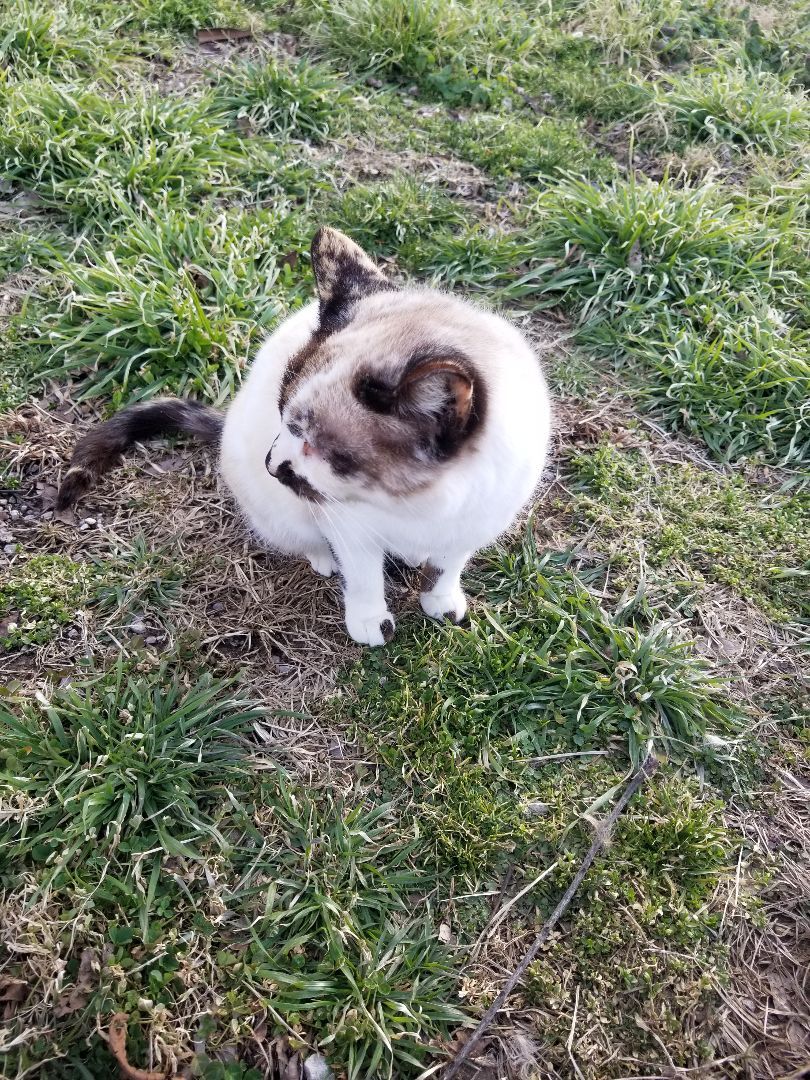 Enlarge Brianna, a Adoptable mixed breed in Monroe, TN image 2/8