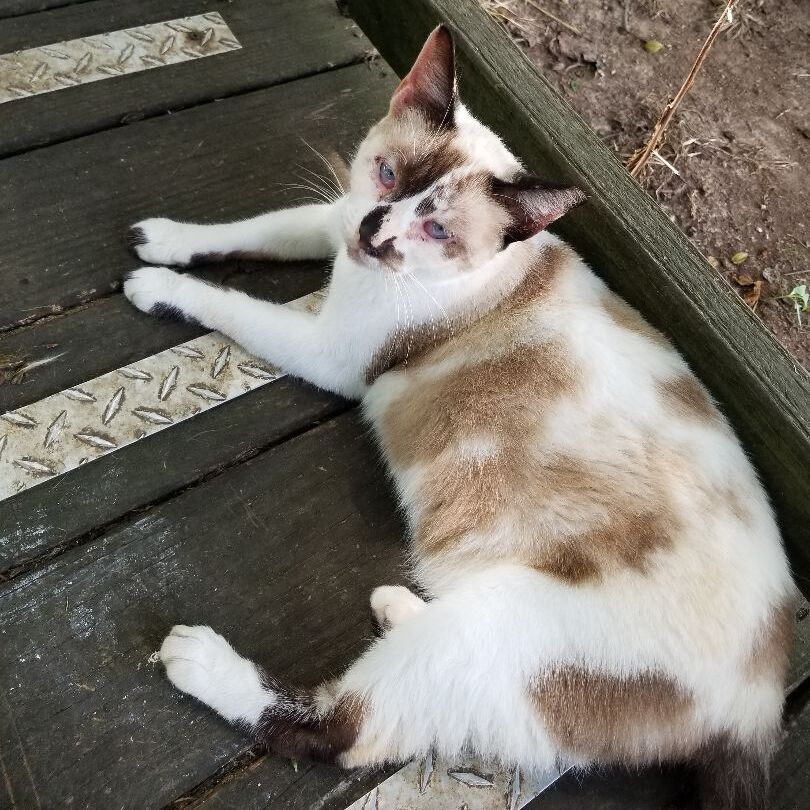 Enlarge Brianna, a Adoptable mixed breed in Monroe, TN image 3/8