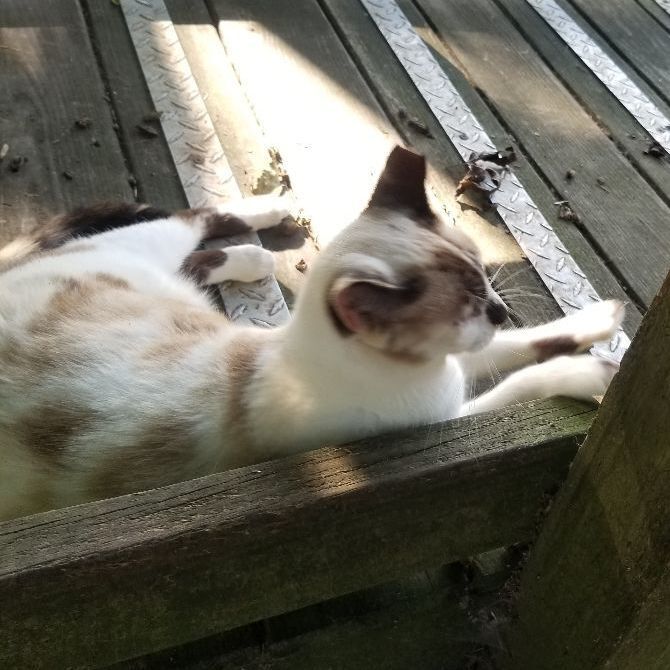 Enlarge Brianna, a Adoptable mixed breed in Monroe, TN image 4/8